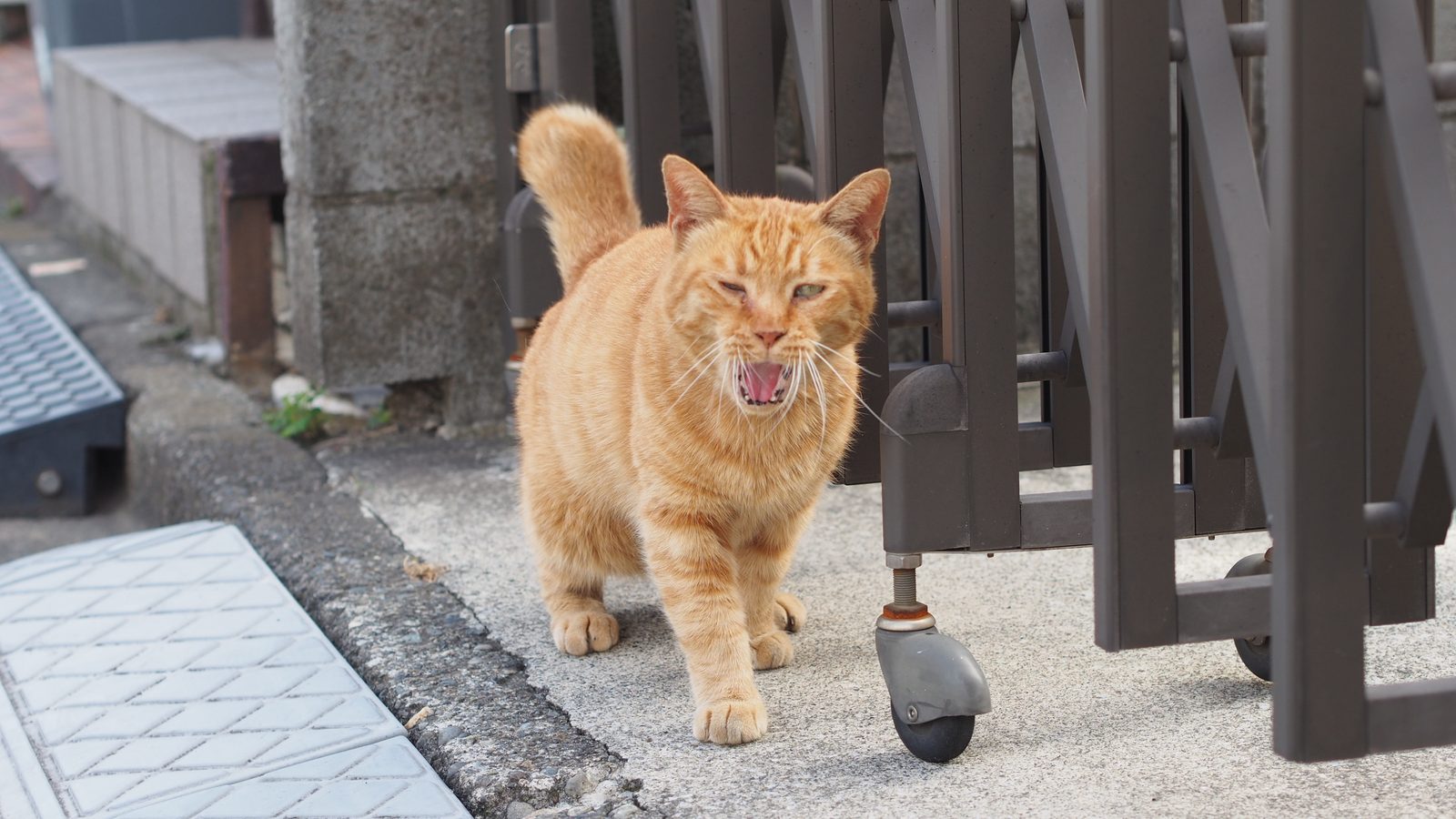 An orange cat with its mouth open, making a funny face