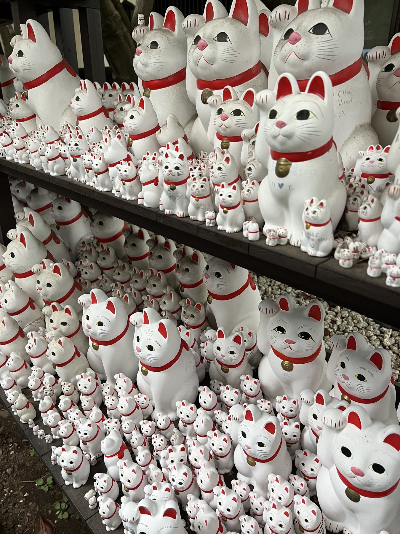 Rows of white ceramic lucky cat figurines of all sizes, left as offerings on wooden shelves at Gotokuji temple