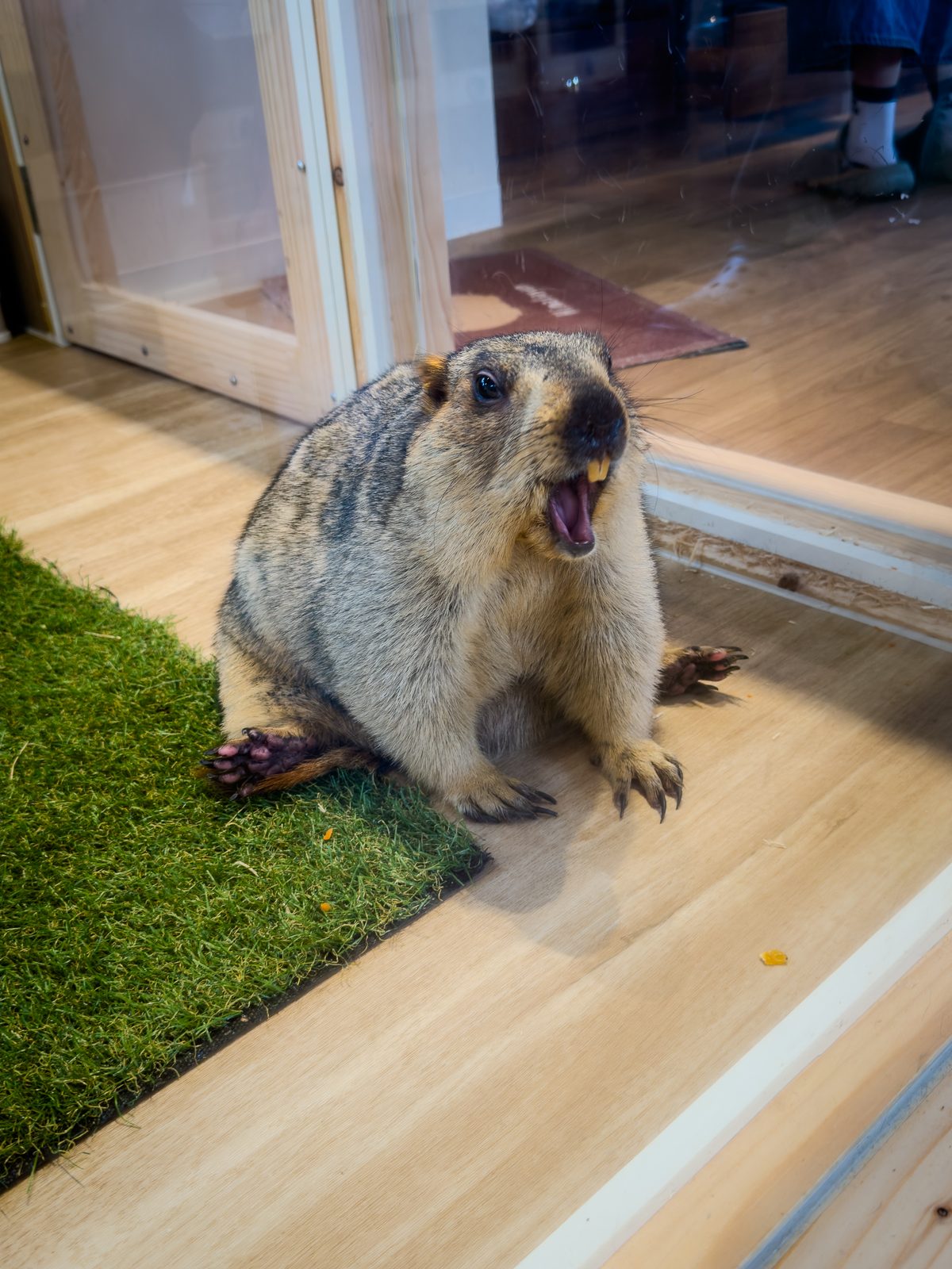 A marmot with its mouth open, looking like a grumpy old man