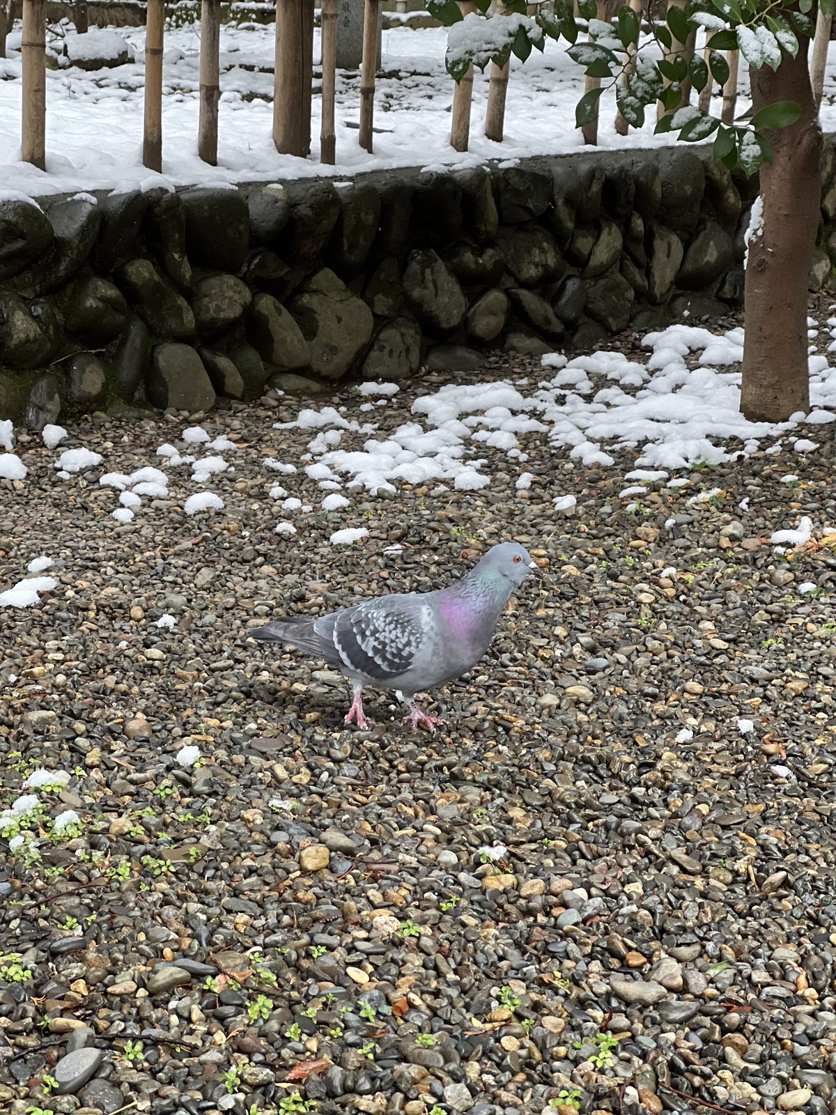 A pigeon walking on a snowy gravel path