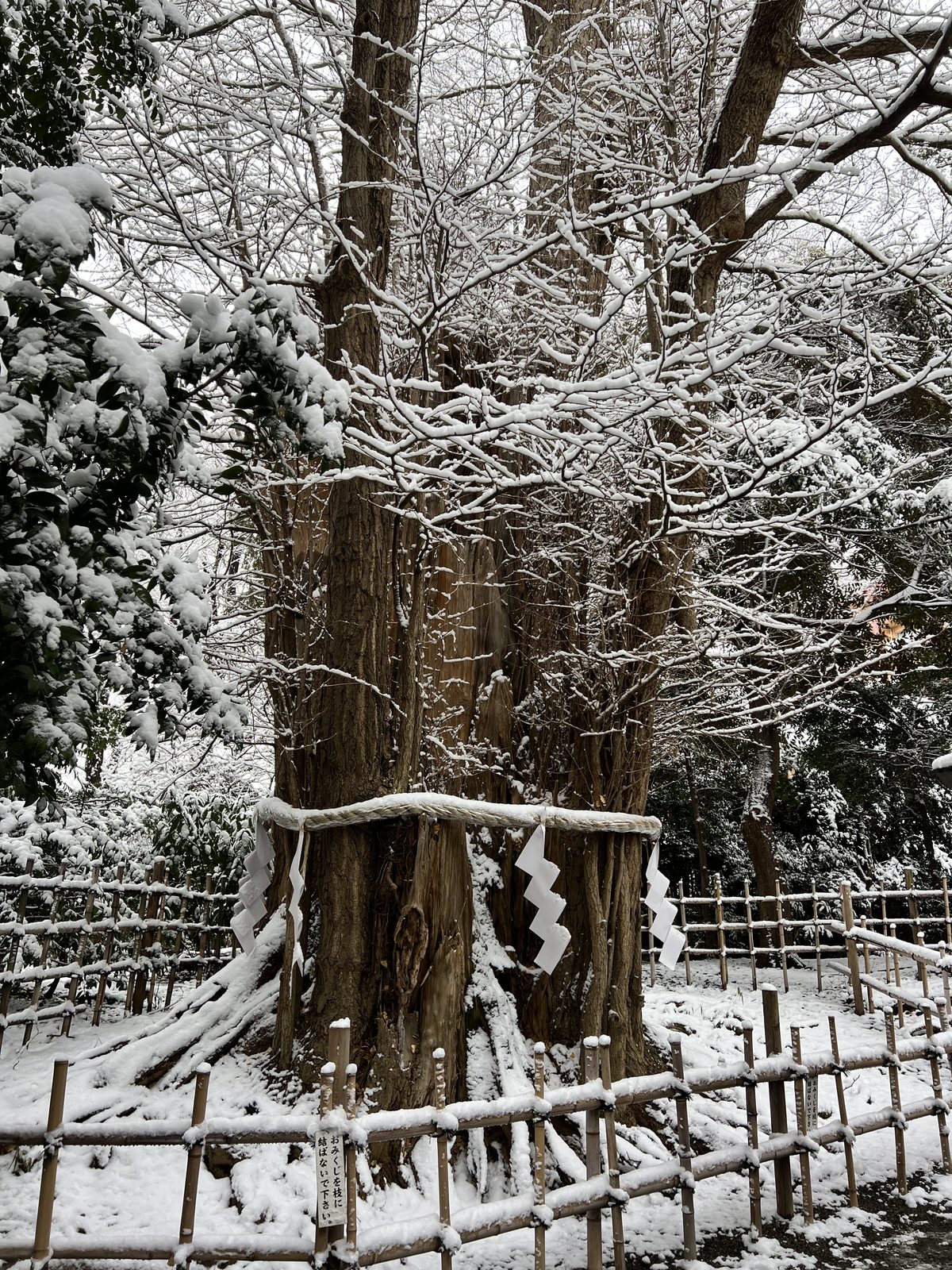 A large tree wrapped with a sacred rope at a shrine, with snow around it